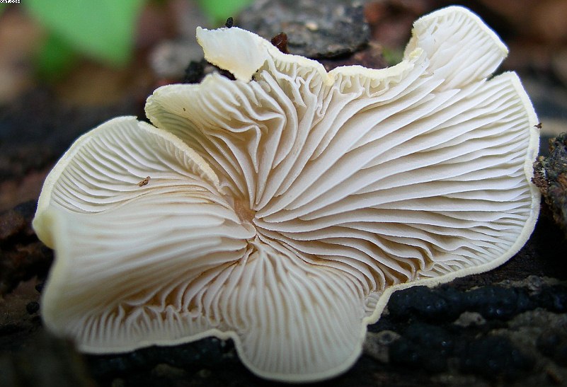 Crepidotus ehrendorferi      Hauskn. & Krisai,